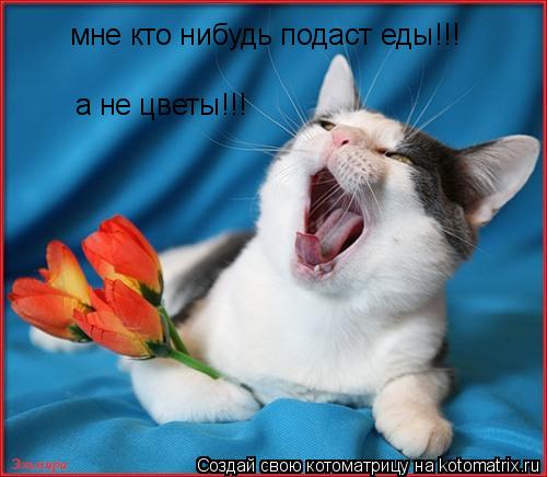 Котоматрица: мне кто нибудь подаст еды!!! а не цветы!!!