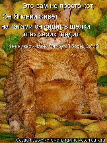 Котоматрица: Это вам не просто кот, Он Японии живёт  на татами он сидит в щёлки  глаз своих глядит  И не нужно кимано.Он крутой борец СУМО