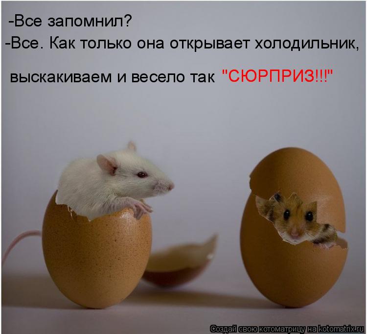 Котоматрица: -Все запомнил? -Все. Как только она открывает холодильник, выскакиваем и весело так "СЮРПРИЗ!!!" "СЮРПРИЗ!!!"