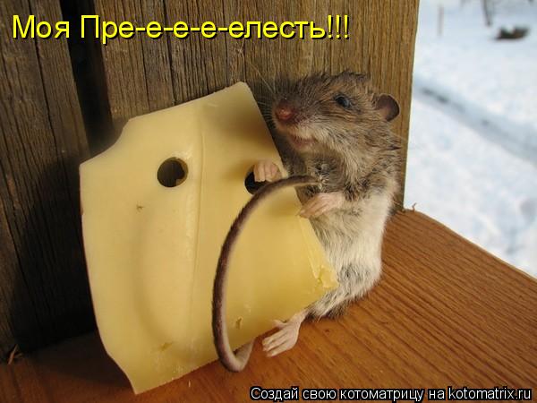 Котоматрица: Моя Пре-е-е-е-елесть!!!