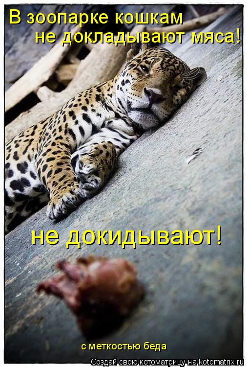Котоматрица: не докидывают! В зоопарке кошкам не докладывают мяса! с меткостью беда
