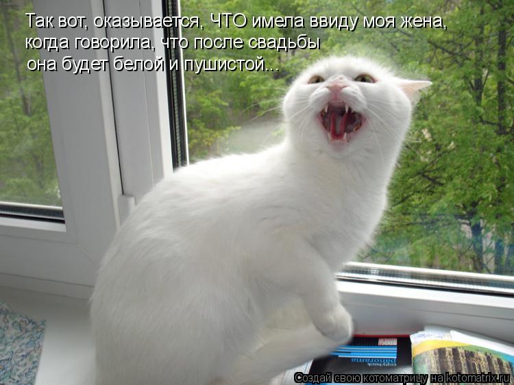 Котоматрица: Так вот, оказывается, ЧТО имела ввиду моя жена, когда говорила, что после свадьбы она будет белой и пушистой...