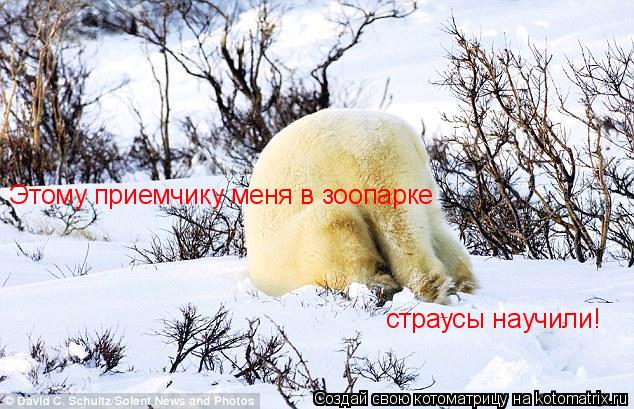 Котоматрица: Этому приемчику меня в зоопарке  страусы научили!