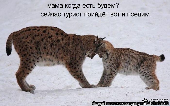 Котоматрица: мама когда есть будем? сейчас турист прийдёт вот и поедим.