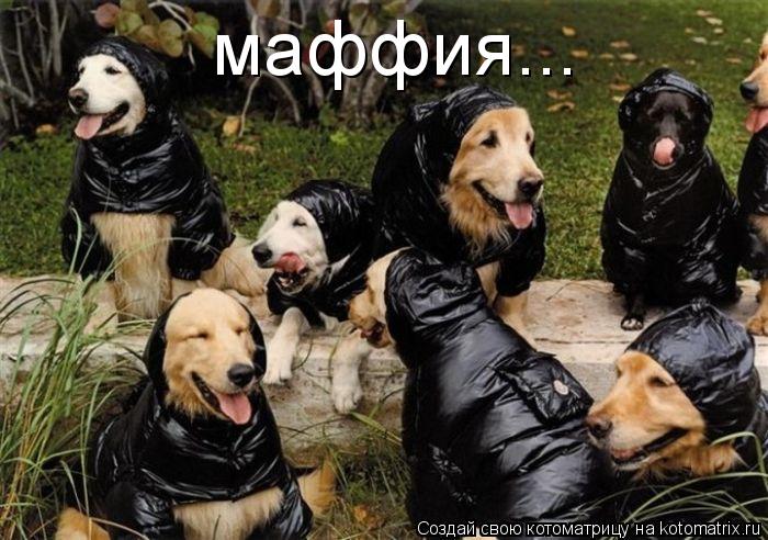 Котоматрица: маффия...