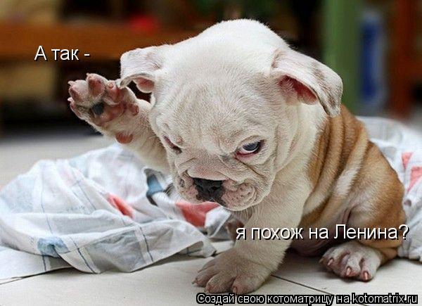 Котоматрица: А так - я похож на Ленина?