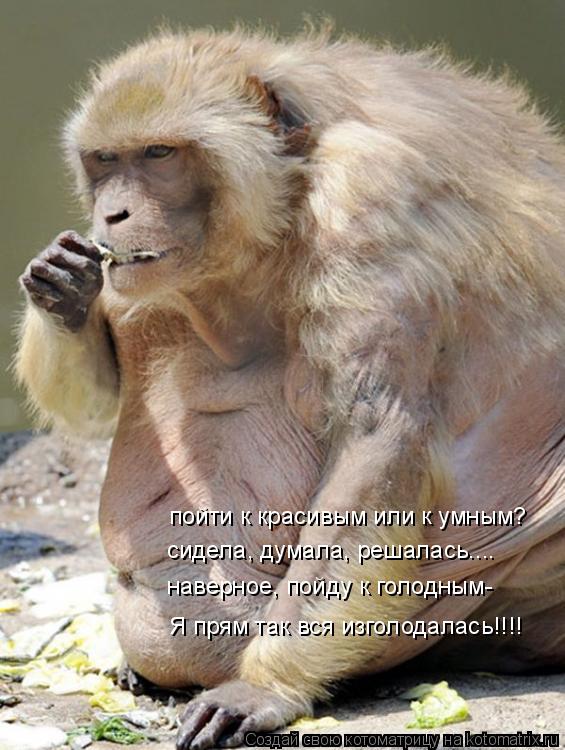 Котоматрица: пойти к красивым или к умным? сидела, думала, решалась.... наверное, пойду к голодным- Я прям так вся изголодалась!!!!