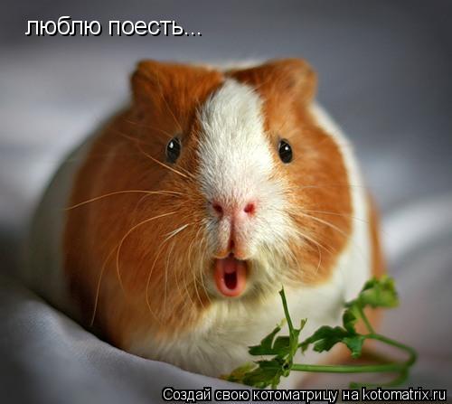 Котоматрица: люблю поесть...