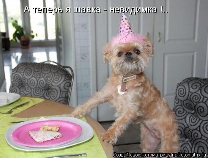 Котоматрица: А теперь я шавка - невидимка !..