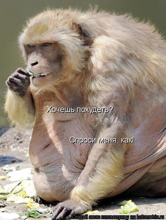 Котоматрица: Хочешь похудеть? Спроси меня, как!