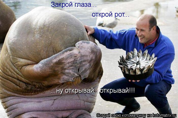Котоматрица: Закрой глаза... ...ну открывай...открывай!!! открой рот...