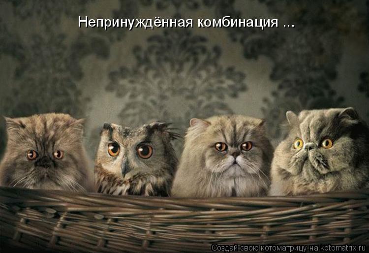 Котоматрица: Непринуждённая комбинация ...