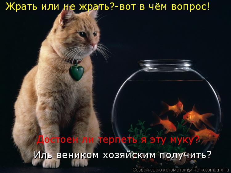 Котоматрица: Жрать или не жрать?-вот в чём вопрос! Иль веником хозяйским получить? Достоен ли терпеть я эту муку?