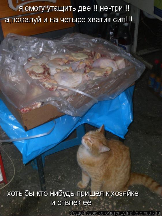 Котоматрица: хоть бы кто нибудь пришел к хозяйке и отвлёк её я смогу утащить две!!! не-три!!!  а,пожалуй и на четыре хватит сил!!!