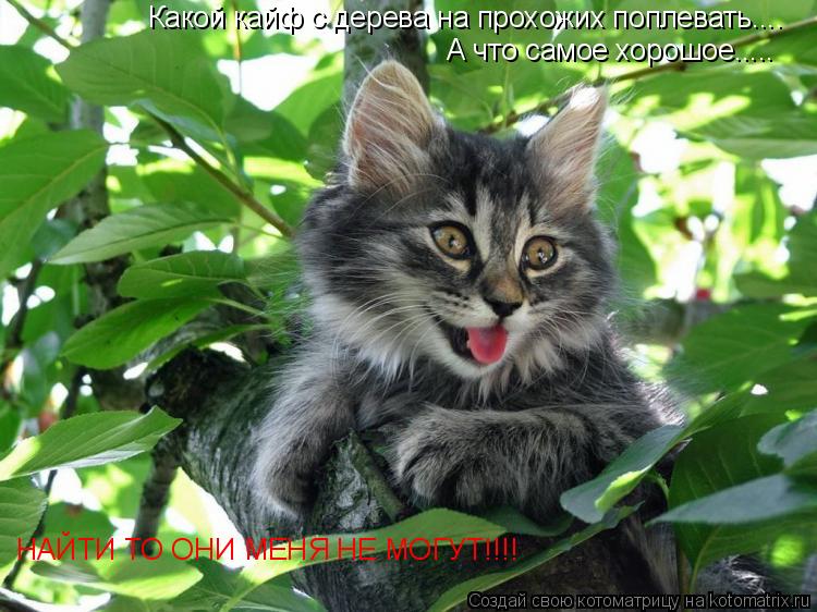 Котоматрица: Какой кайф с дерева на прохожих поплевать.... А что самое хорошое..... НАЙТИ ТО ОНИ МЕНЯ НЕ МОГУТ!!!!