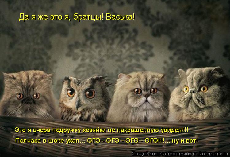 Котоматрица: Да я же это я, братцы! Васька!    Это я вчера подружку хозяйки не накрашенную увидел!!!   Полчаса в шоке ухал... ОГО - ОГО - ОГО - ОГО!!!... ну и вот!