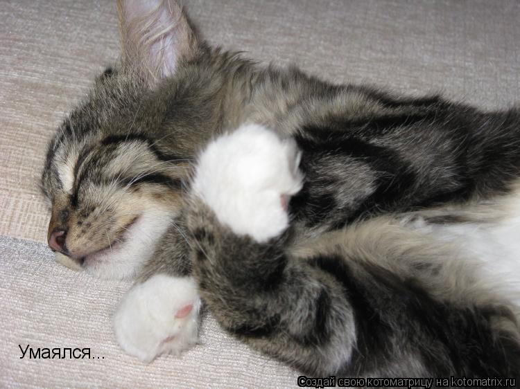 Котоматрица: Умаялся...