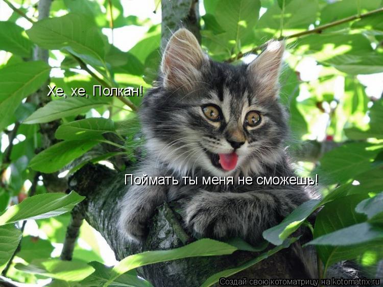 Котоматрица: Хе, хе, Полкан! Поймать ты меня не сможешь!