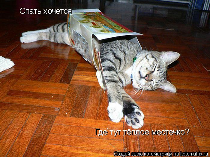 Котоматрица: Спать хочется. Где тут тёплое местечко?