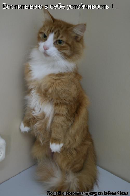 Котоматрица: Воспитываю в себе устойчивость !..