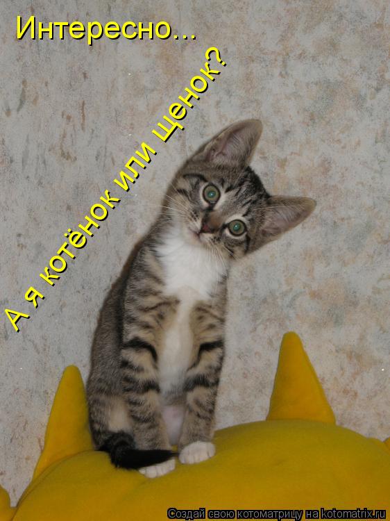 Котоматрица: А я котёнок или щенок? Интересно...