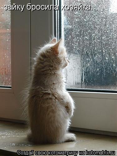 Котоматрица: зайку бросила хозяйка...