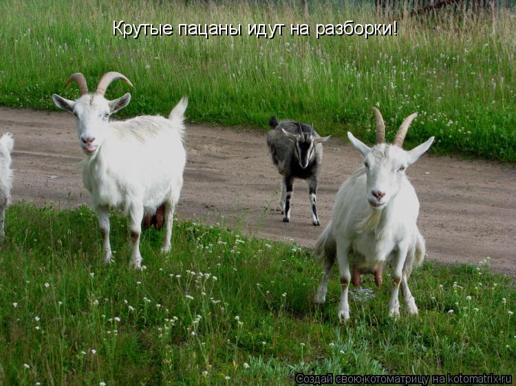 Котоматрица: Крутые пацаны идут на разборки!