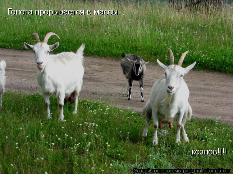 Котоматрица: Гопота прорывается в массы... ...козлов!!!!