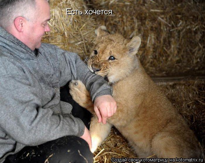 Котоматрица: Есть хочется.