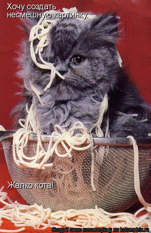 Котоматрица: Хочу создать несмешную картинку. Жалко кота!