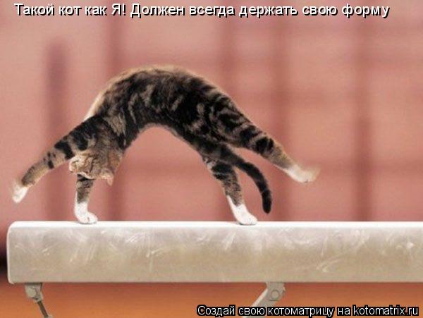 Котоматрица: Такой кот как Я! Должен всегда держать свою форму