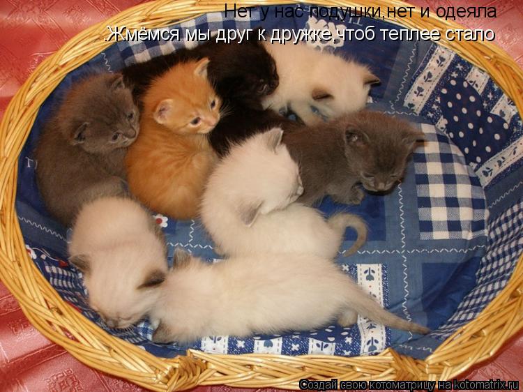 Котоматрица: Нет у нас подушки,нет и одеяла .Жмёмся мы друг к дружке,чтоб теплее стало