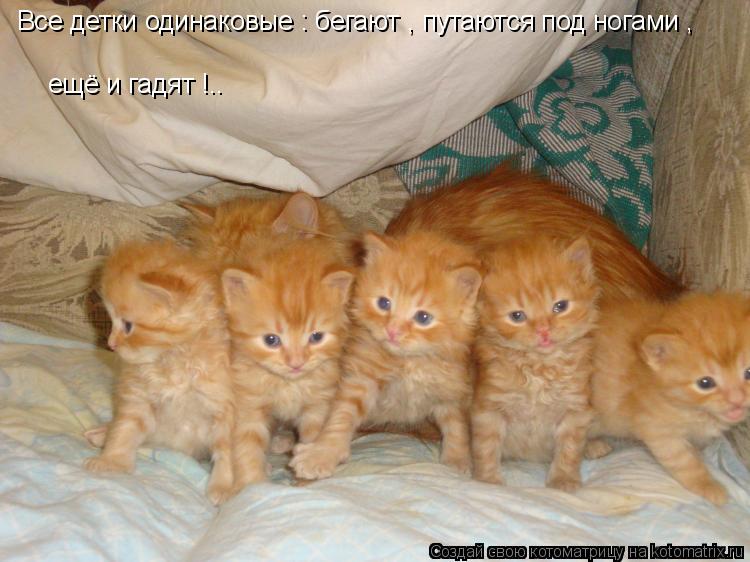 Котоматрица: Все детки одинаковые : бегают , путаются под ногами , ещё и гадят !..