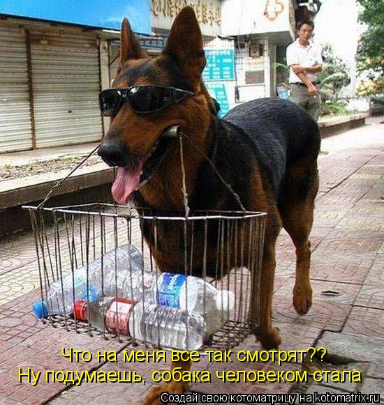 Котоматрица: Что на меня все так смотрят?? Ну подумаешь, собака человеком стала