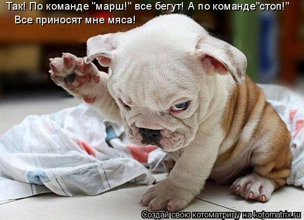 Котоматрица: Все приносят мне мяса! Так! По команде "марш!" все бегут! А по команде"стоп!"