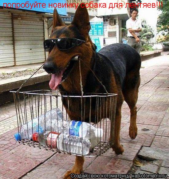 Котоматрица: попробуйте новинку собака для лентяев!!!