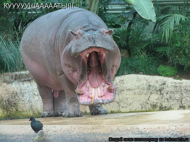 Котоматрица: КУУУУУШАААААТЬ!!!!
