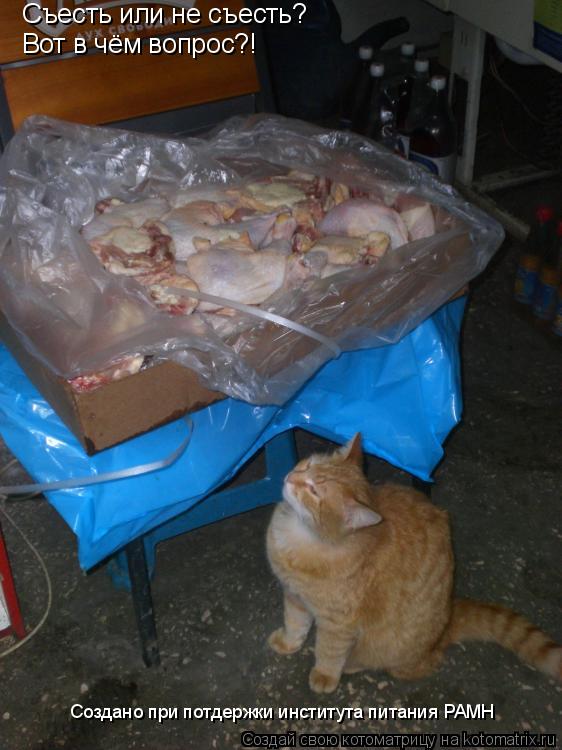 Котоматрица: Съесть или не съесть? Вот в чём вопрос?! Создано при потдержки института питания РАМН