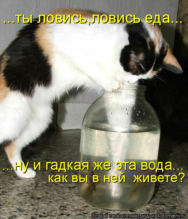 Котоматрица: ...ты ловись,ловись еда... ...ну и гадкая же эта вода... как вы в ней  живете?