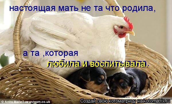 Котоматрица: настоящая мать не та что родила, а та ,которая любила и воспитывала. любила и воспитывала.