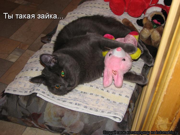 Ты такая зайка...... Котоматрица: Ты такая зайка...