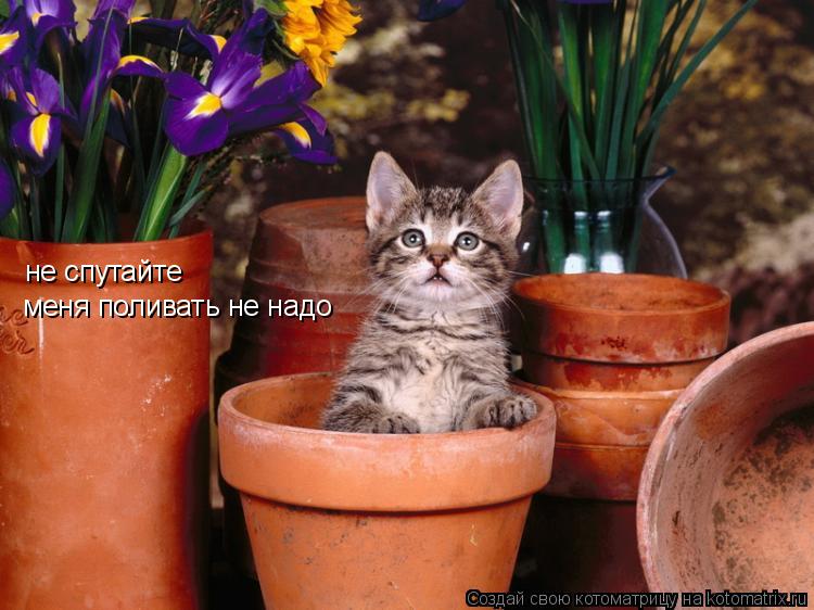 не спутайте меня поливать не надо... Котоматрица: не спутайте меня поливать не надо