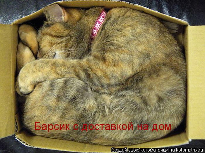 Барсик с доставкой на дом... Котоматрица: Барсик с доставкой на дом