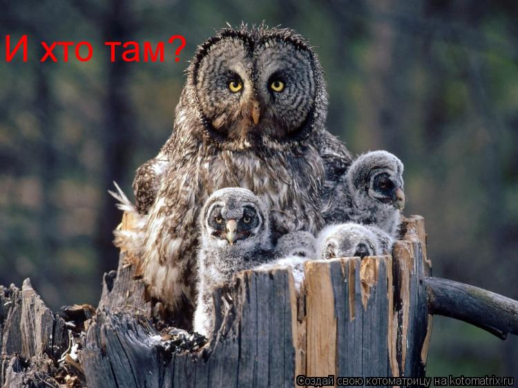 И хто там?... Котоматрица: И хто там?