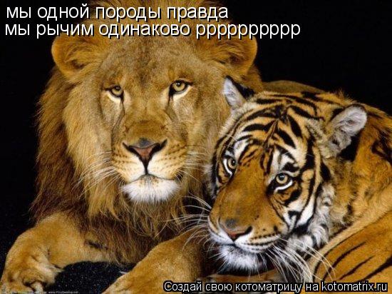 мы одной породы правда мы рычим одинаково рррррррррр... Котоматрица: мы одной породы правда мы рычим одинаково рррррррррр