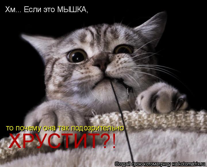 Хм... Если это МЫШКА, то почему она так подозрительно ХРУСТИТ?!... Котоматрица: Хм... Если это МЫШКА, то почему она так подозрительно ХРУСТИТ?!