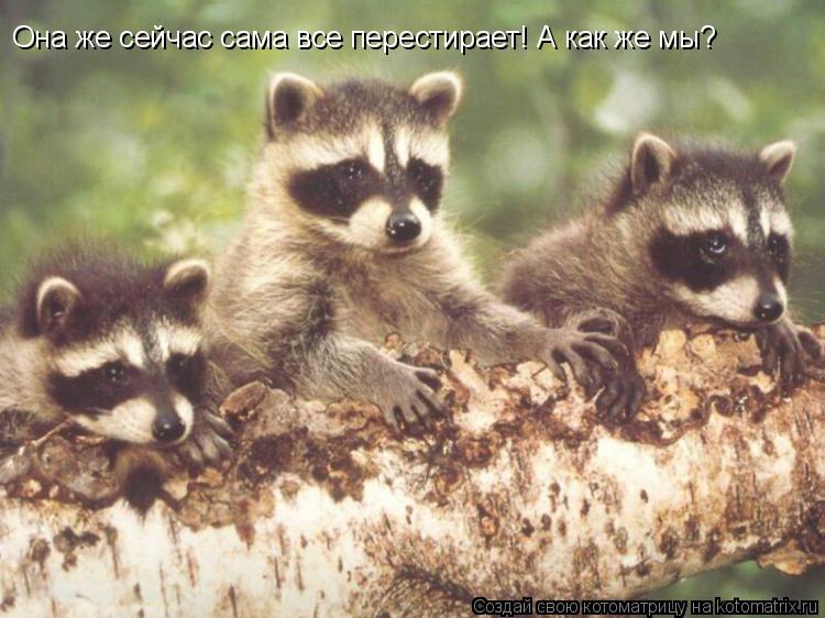 Котоматрица: Она же сейчас сама все перестирает! А как же мы?