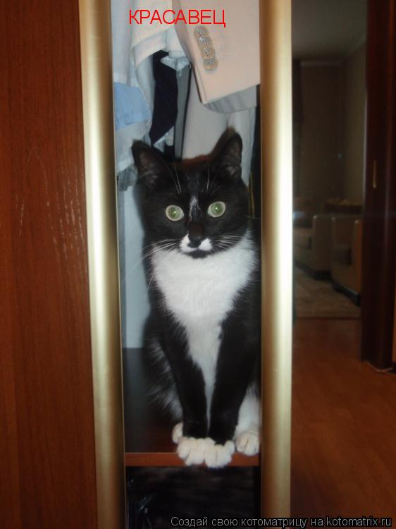 Котоматрица: КРАСАВЕЦ
