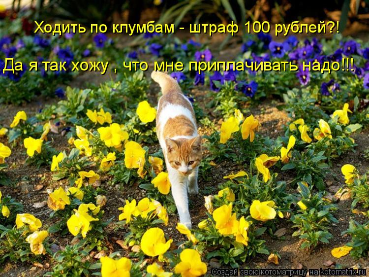 Котоматрица: Ходить по клумбам - штраф 100 рублей?! Да я так хожу , что мне приплачивать надо!!!
