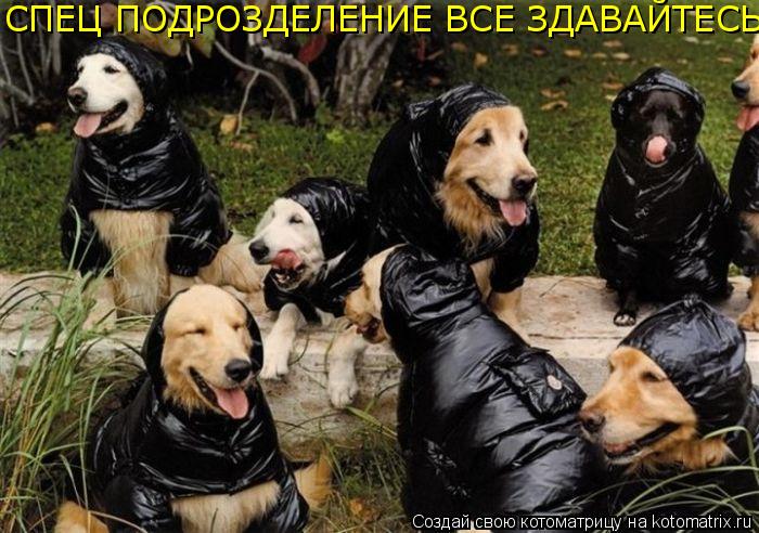 Котоматрица: СПЕЦ ПОДРОЗДЕЛЕНИЕ ВСЕ ЗДАВАЙТЕСЬ